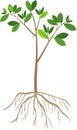 Tree sapling with green leaves and root system